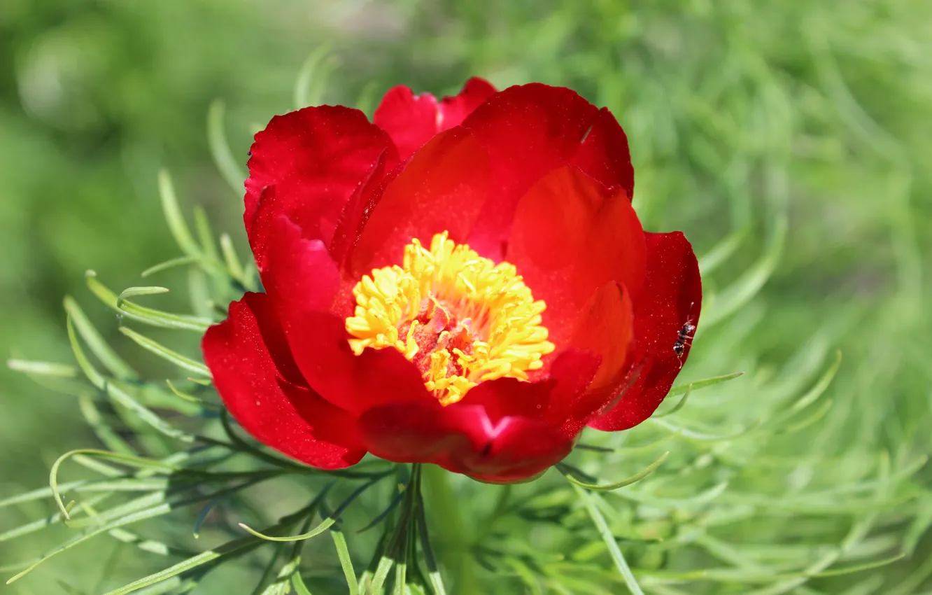 Photo wallpaper greens, summer, flowers, nature, ants