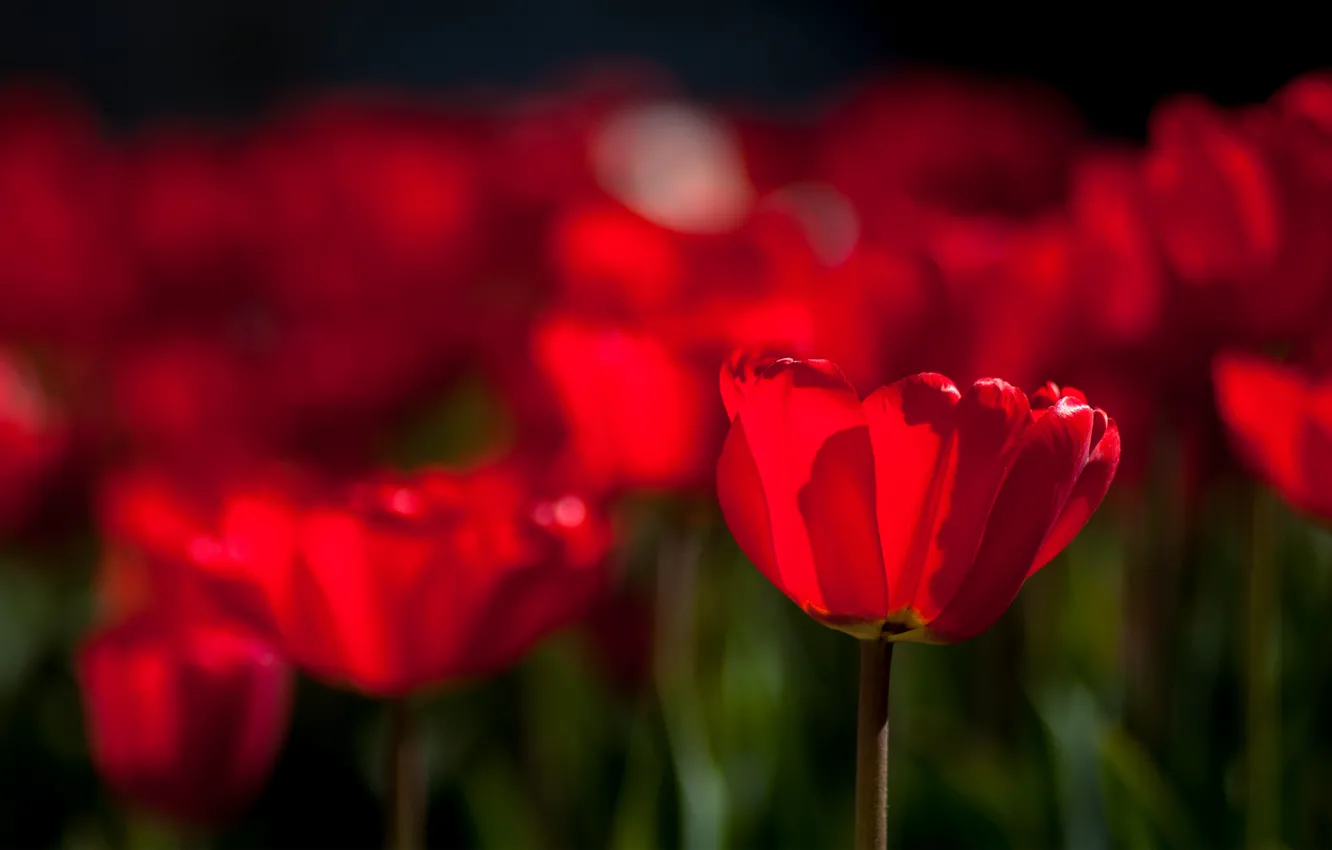 Photo wallpaper flowers, bright, spring, tulips, pink