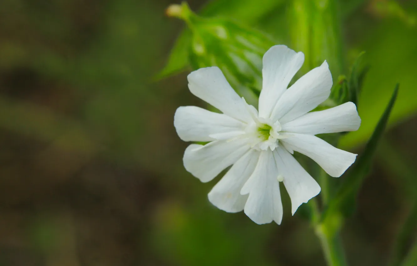 Photo wallpaper white, flower, blooming