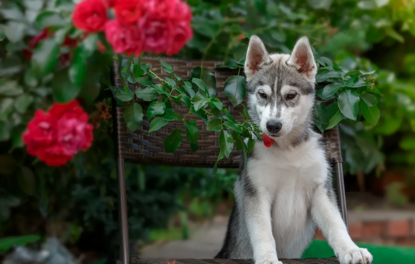 Photo wallpaper roses, chair, puppy, husky