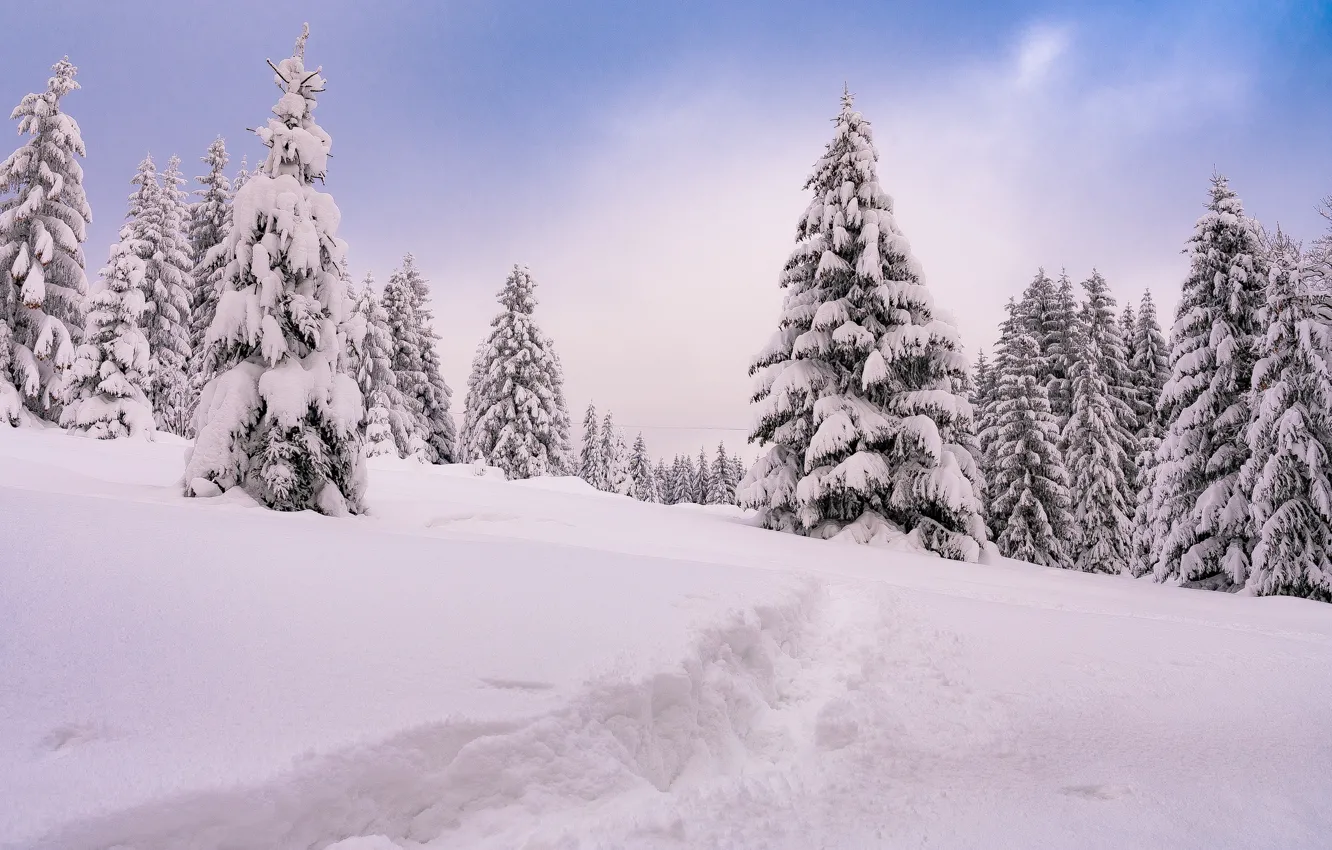 Photo wallpaper winter, snow, trees, landscape, nature, ate, Czech Republic, path
