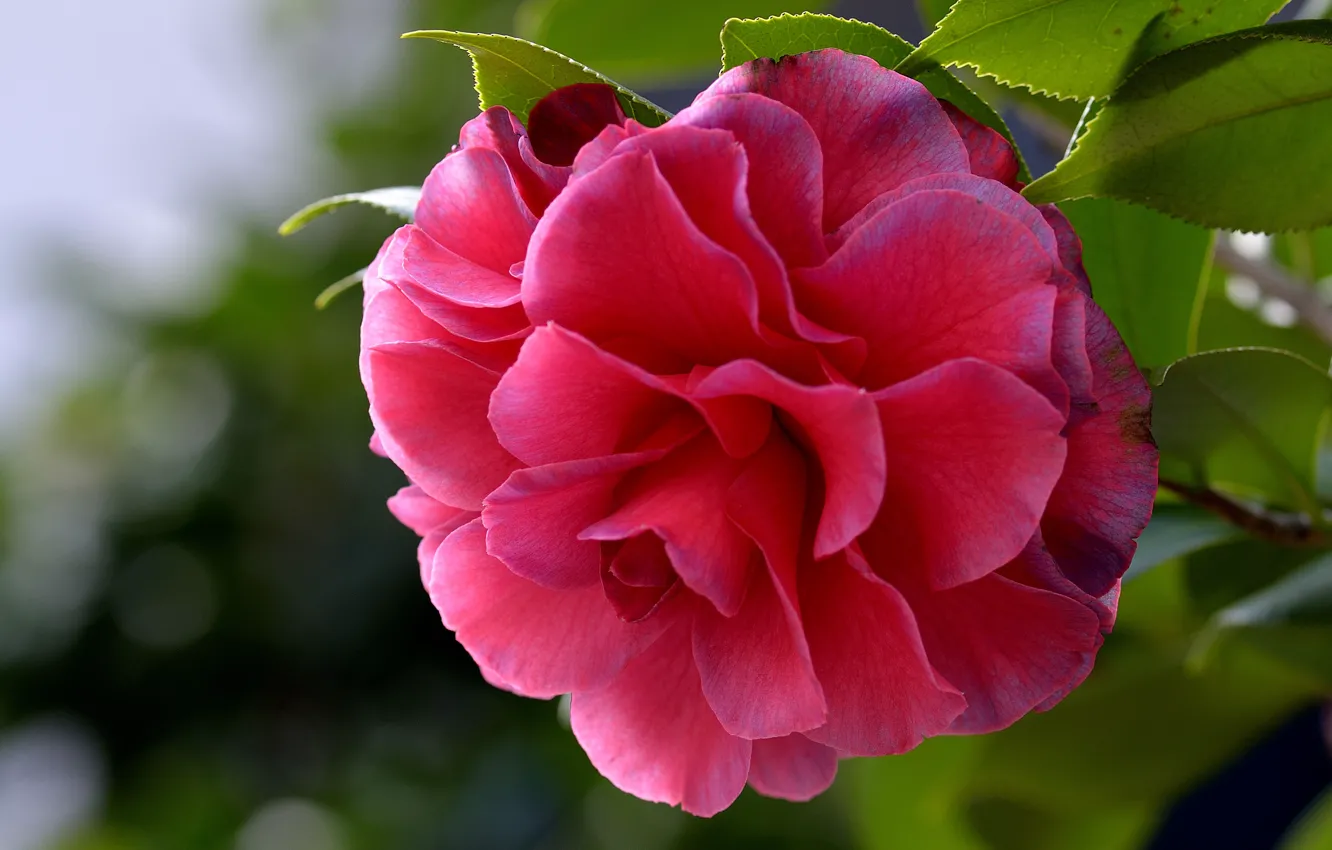 Photo wallpaper macro, buds, Camellia