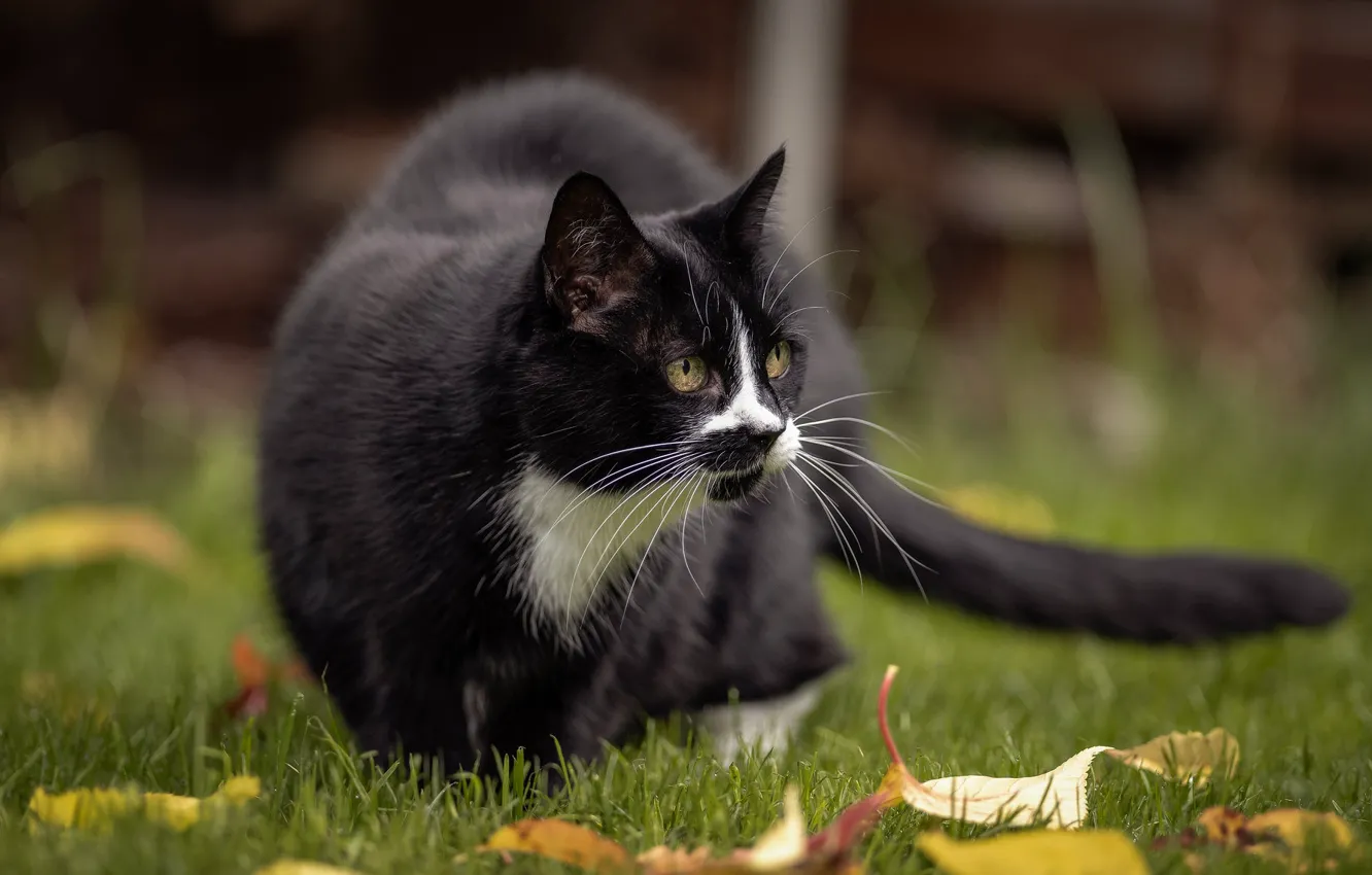 Photo wallpaper cat, black, lawn