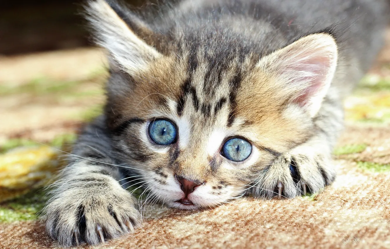 Photo wallpaper muzzle, kitty, blue eyes