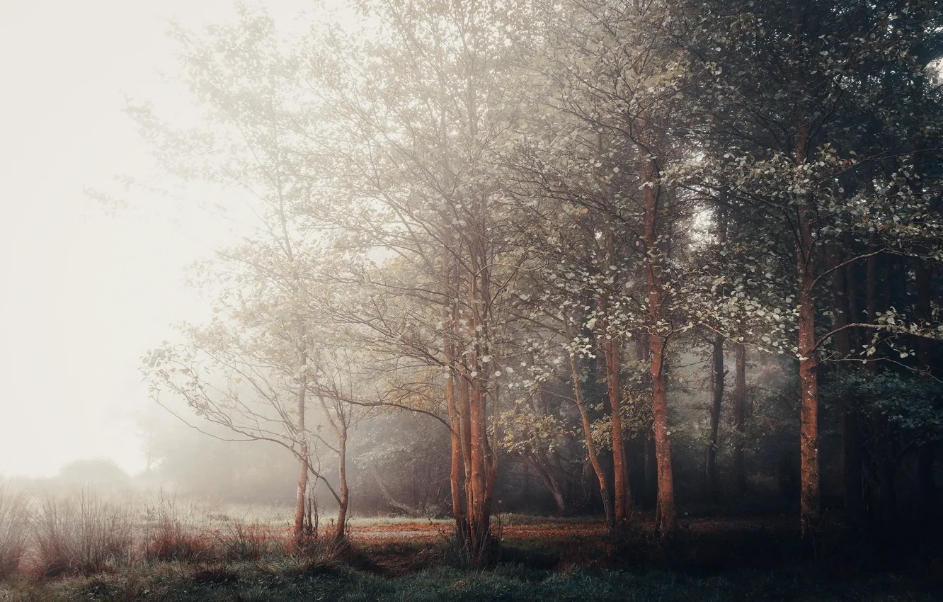 Photo wallpaper morning, Park, fog, trees, the bushes, foliage, haze, branches