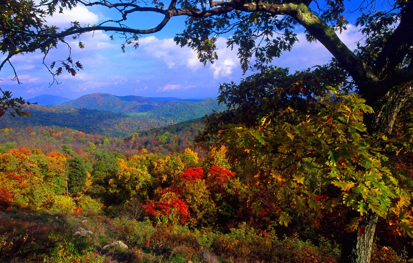 Photo wallpaper autumn, forest, the sky, trees, mountains, nature