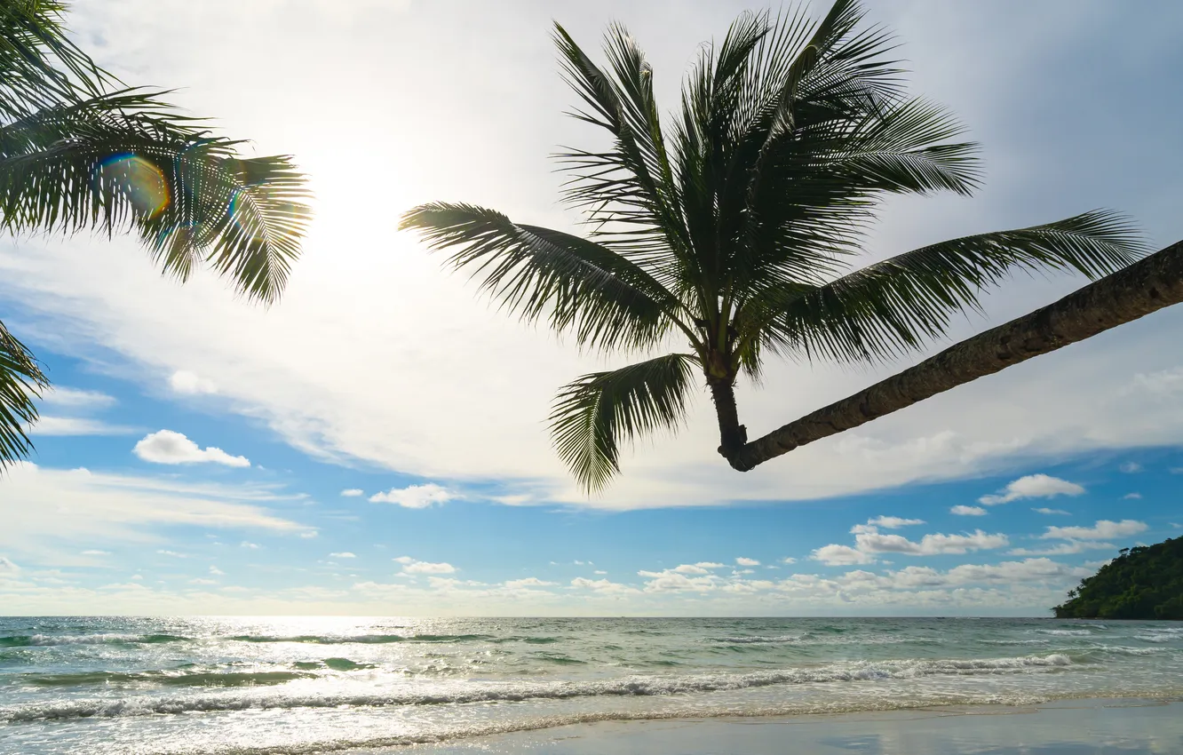 Photo wallpaper sand, sea, beach, summer, the sky, palm trees, summer, beach