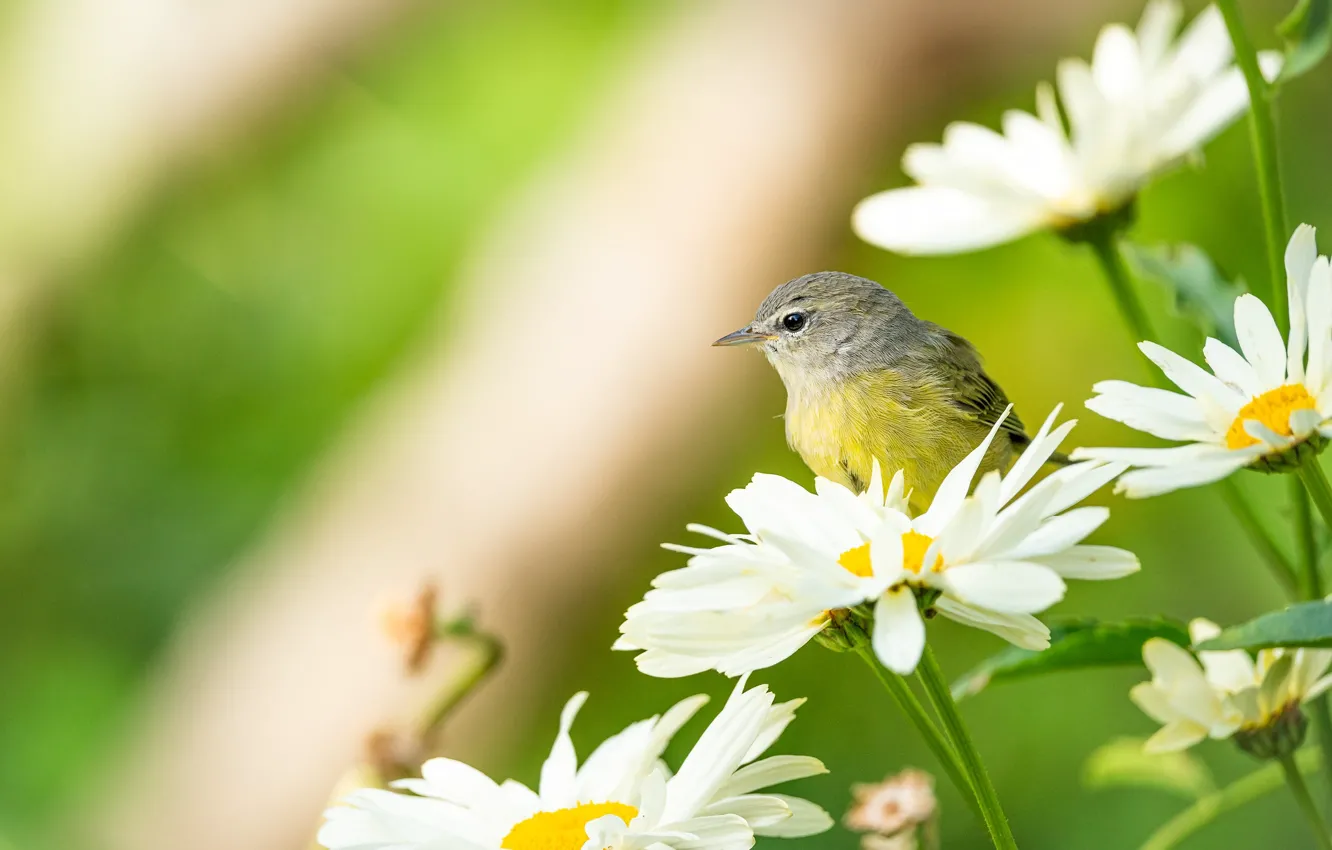 Photo wallpaper flowers, chamomile, bird