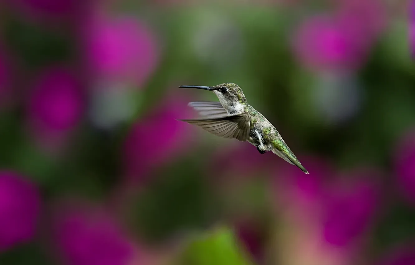 Photo wallpaper birds, nature, background, Wallpaper, blur, Hummingbird, flight