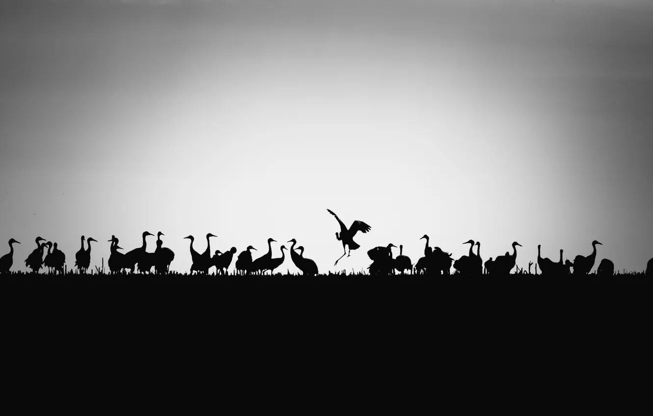 Photo wallpaper birds, background, silhouettes