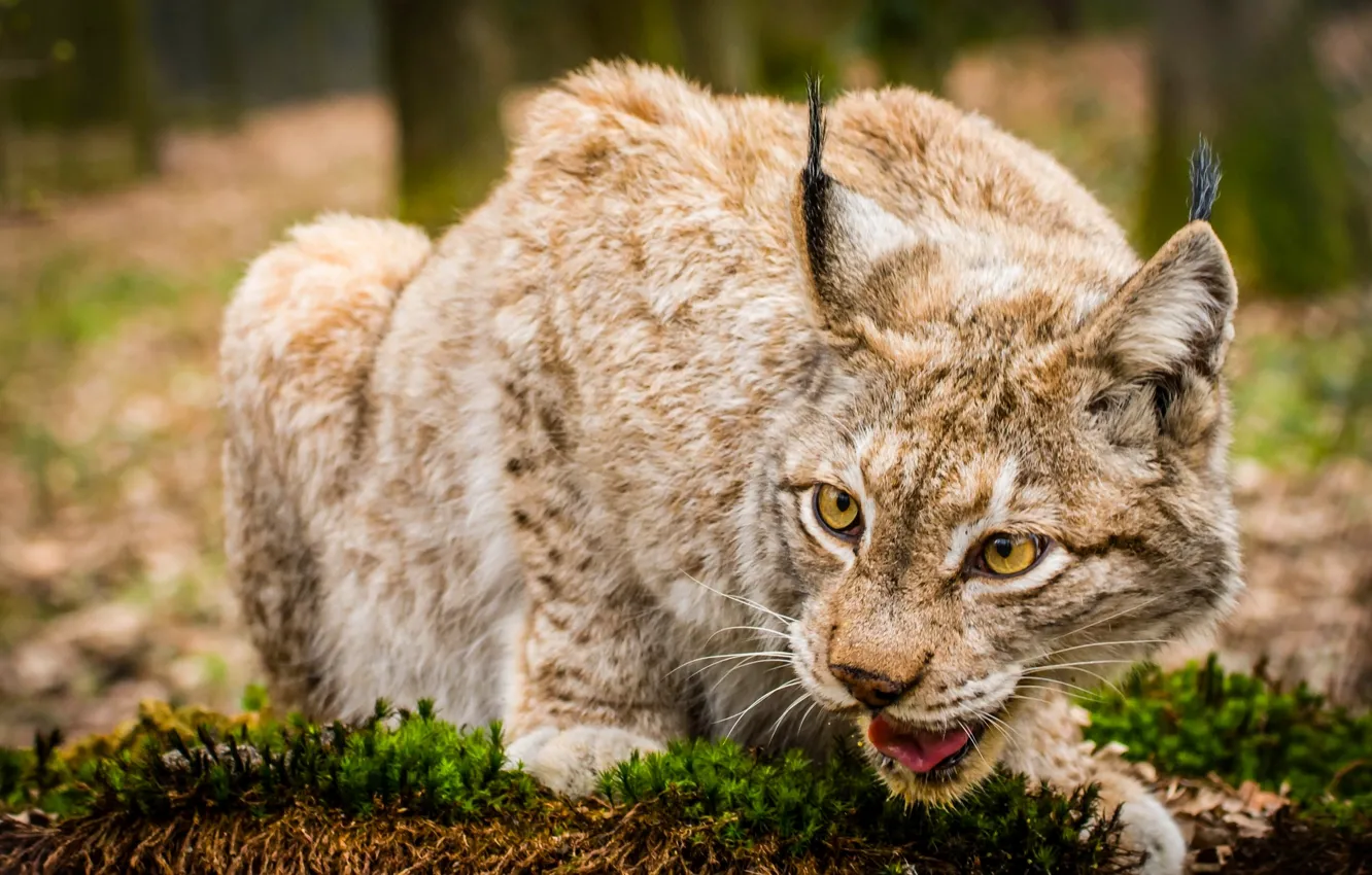 Photo wallpaper face, lynx, wild cat