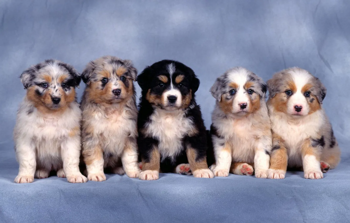 Photo wallpaper puppies, small, five, collie, shepherd