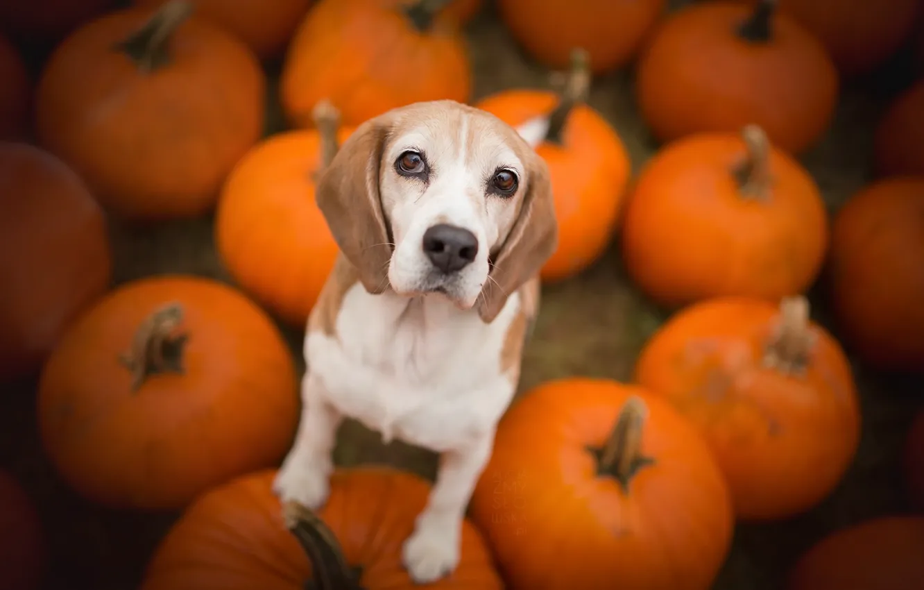 Photo wallpaper dog, pumpkin, Beagle