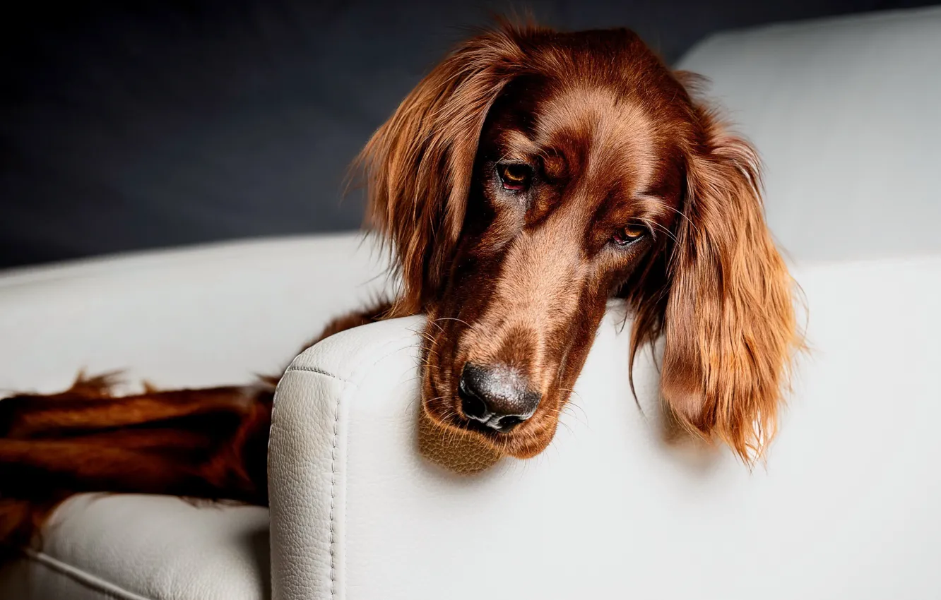 Photo wallpaper sadness, each, dog