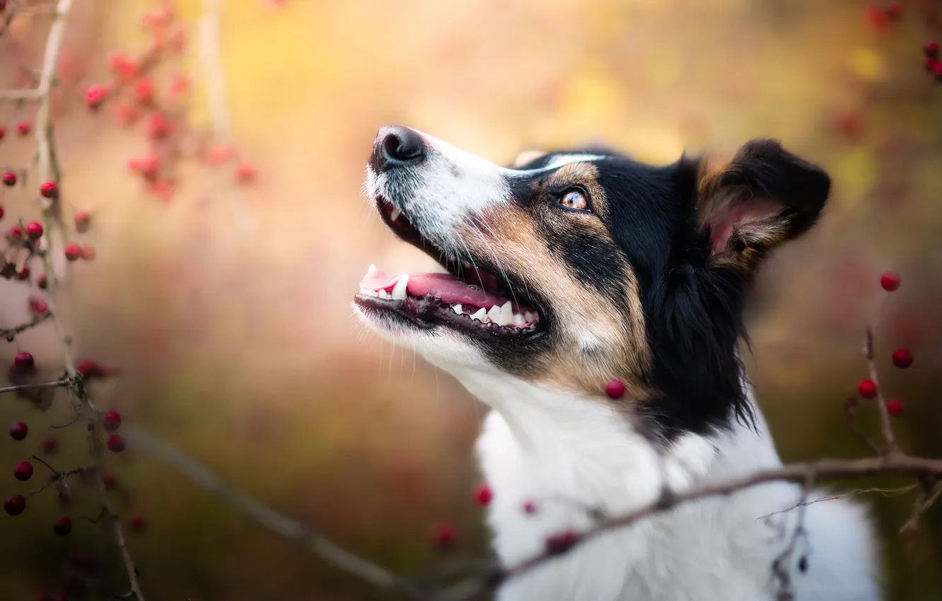Photo wallpaper autumn, language, look, light, branches, nature, pose, berries
