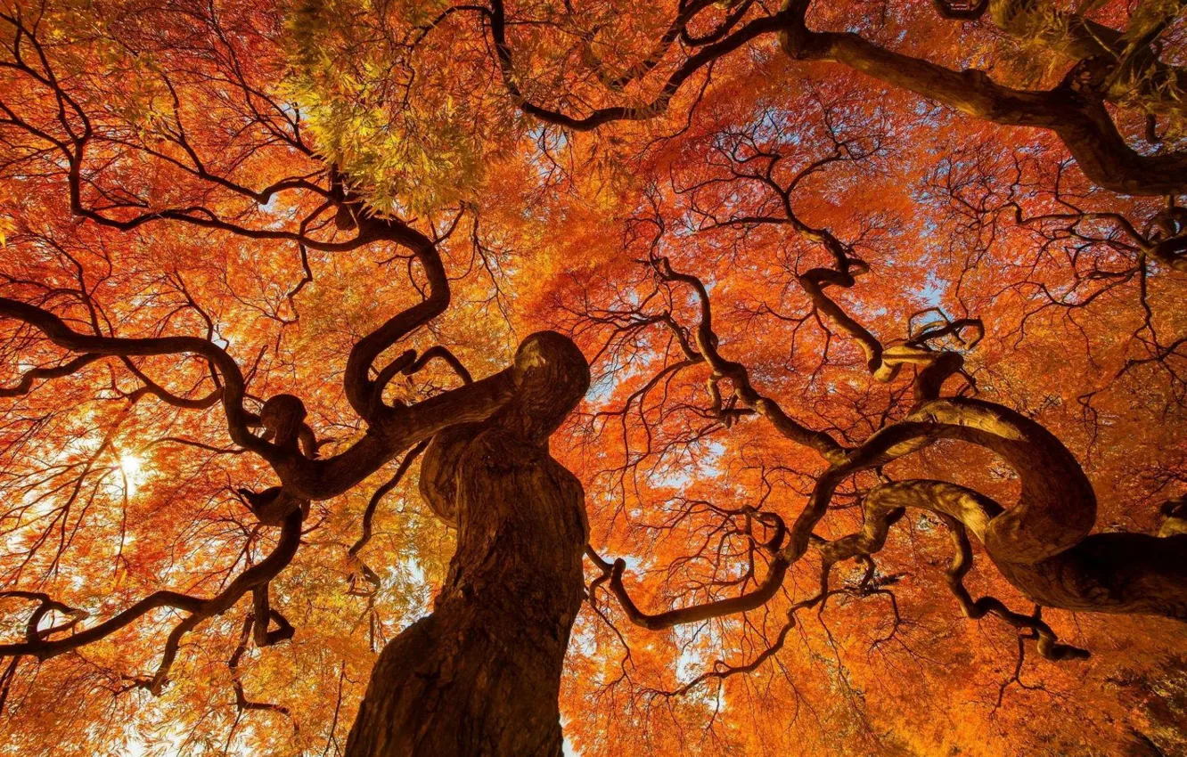 Photo wallpaper autumn, branches, foliage, the trunk of the tree