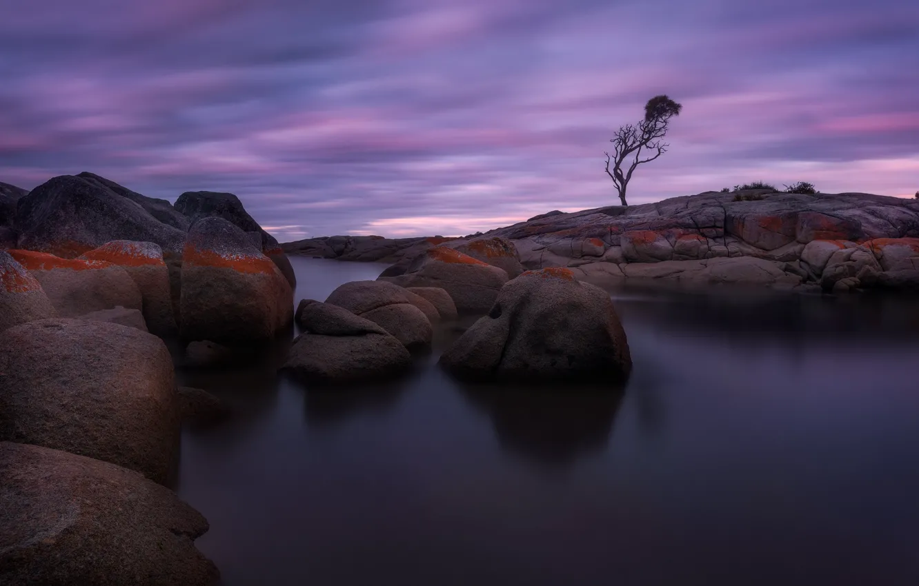 Photo wallpaper tree, twilight, boulders
