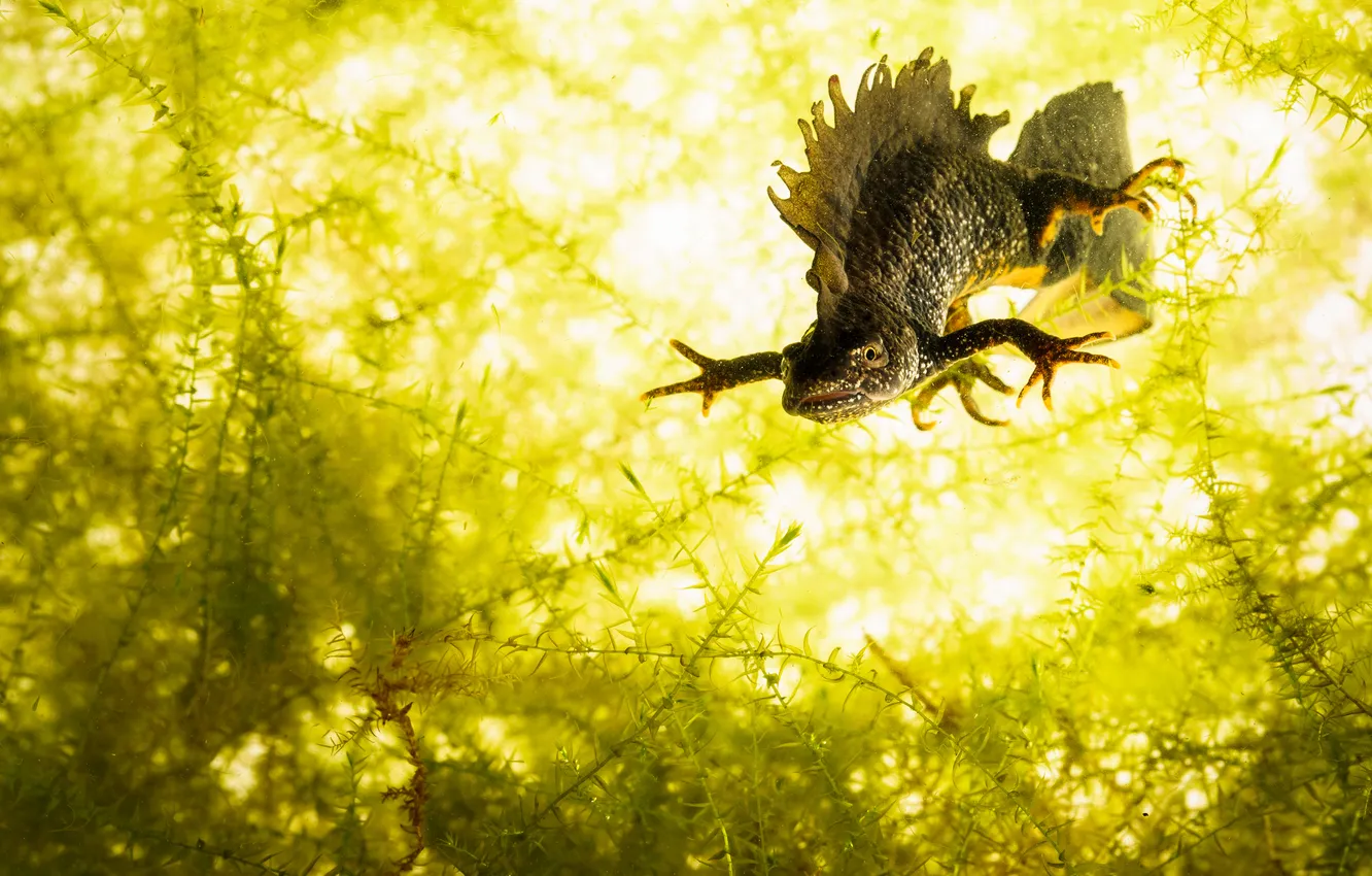 Photo wallpaper water, under water, Triton