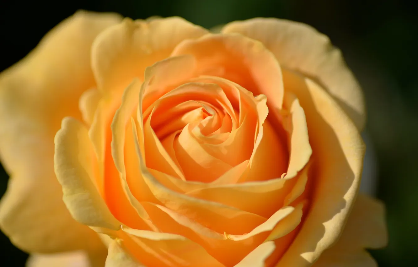 Photo wallpaper macro, flowers, yellow, roses