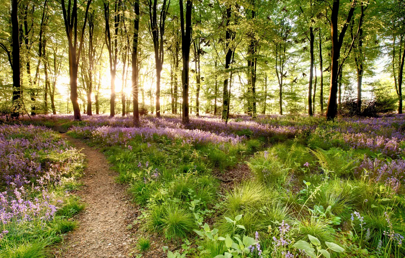Photo wallpaper forest, light, flowers, bird, pack, spring, path
