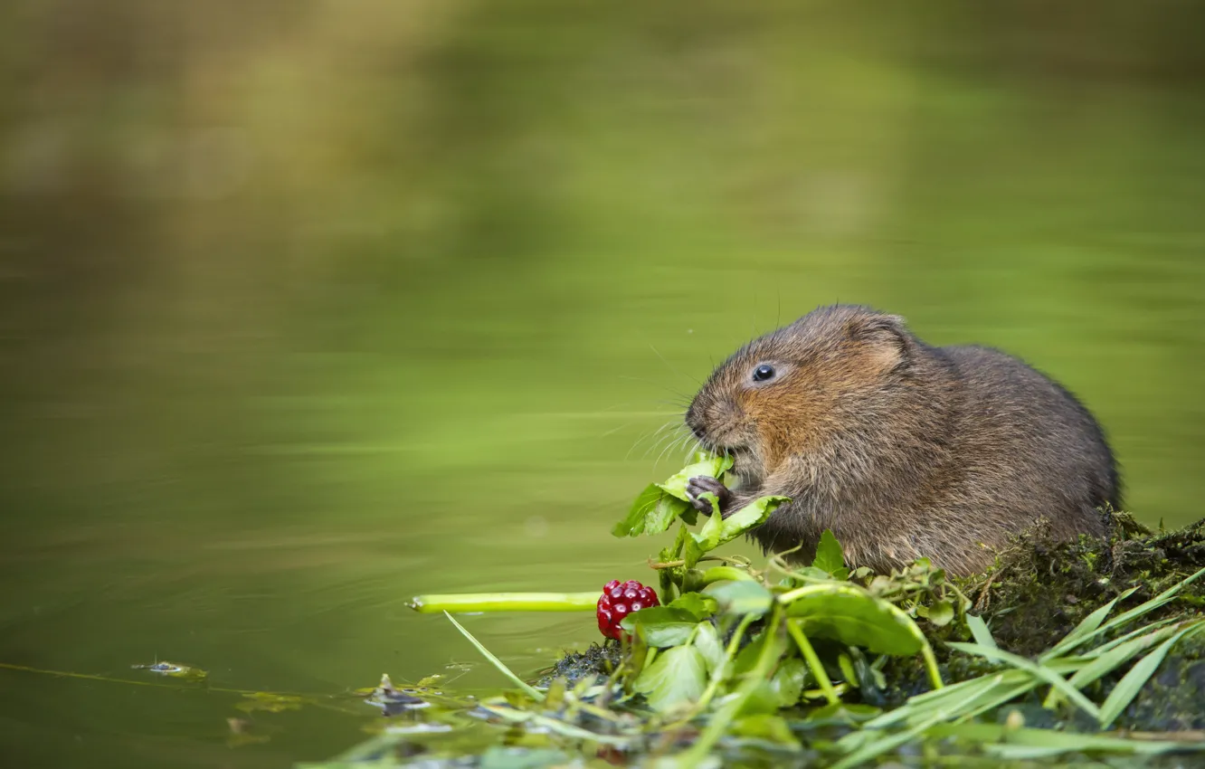 Photo wallpaper shore, mouse, berry, pond, rat, water, the water rat, water vole