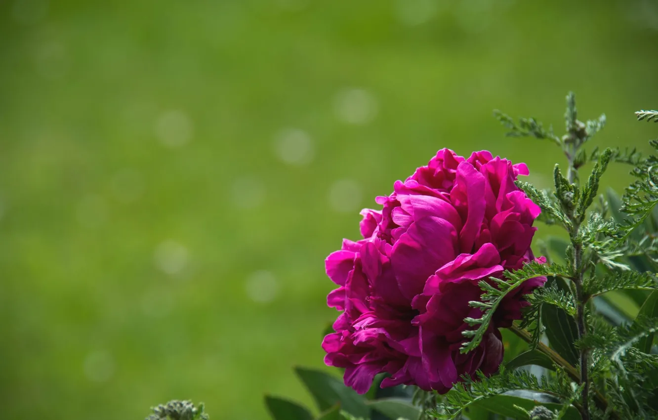 Photo wallpaper flowers, spring, peonies, green background