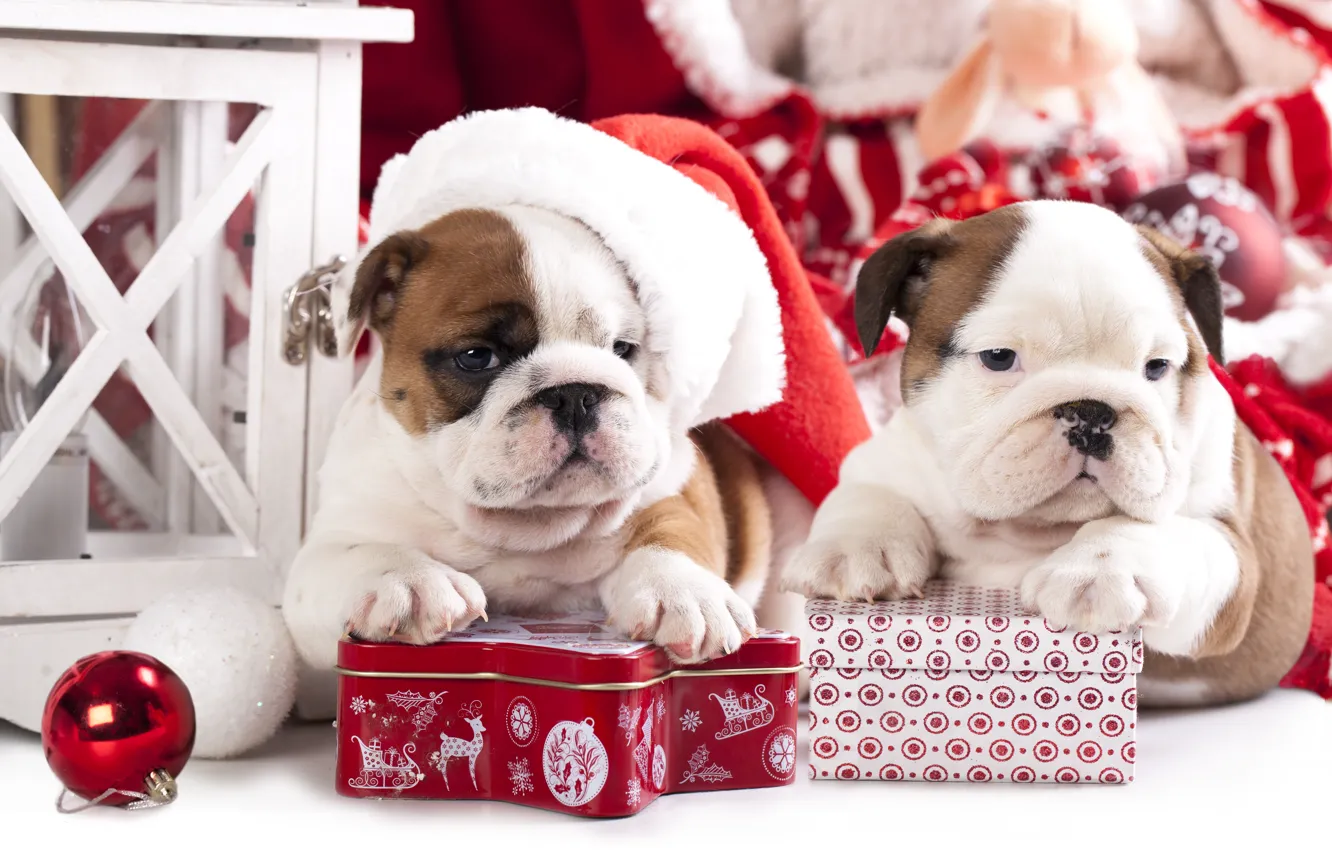 Photo wallpaper dogs, gift, toy, ball, puppies, cap, box, English bulldog
