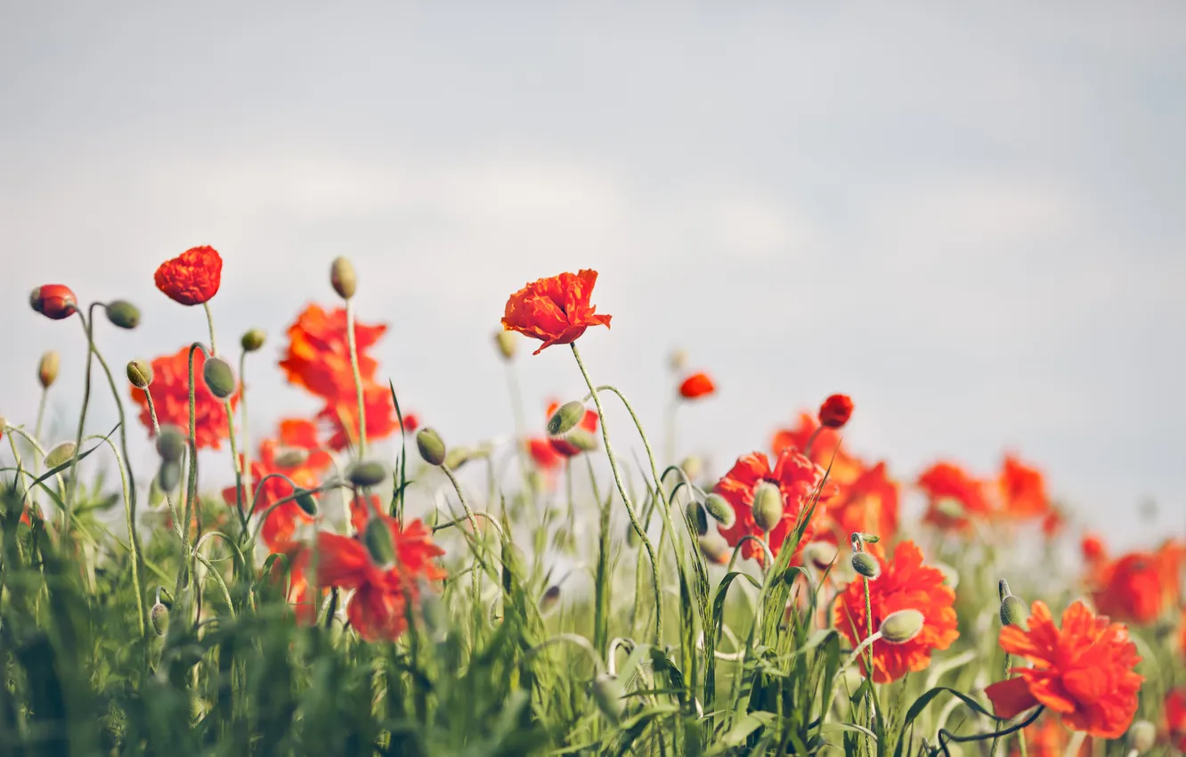 Photo wallpaper flowers, red, Maki