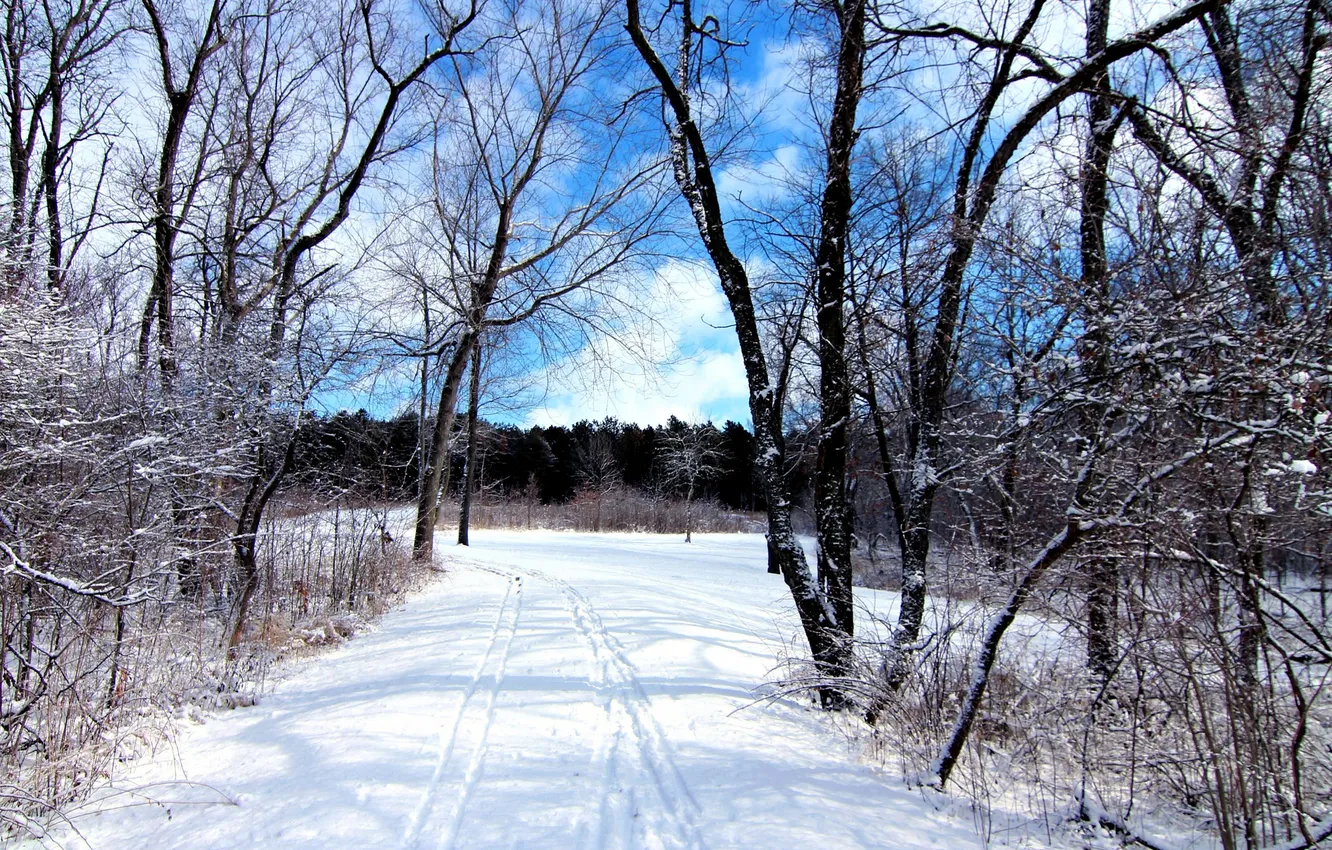 Photo wallpaper winter, forest, the sky, snow, trees, traces