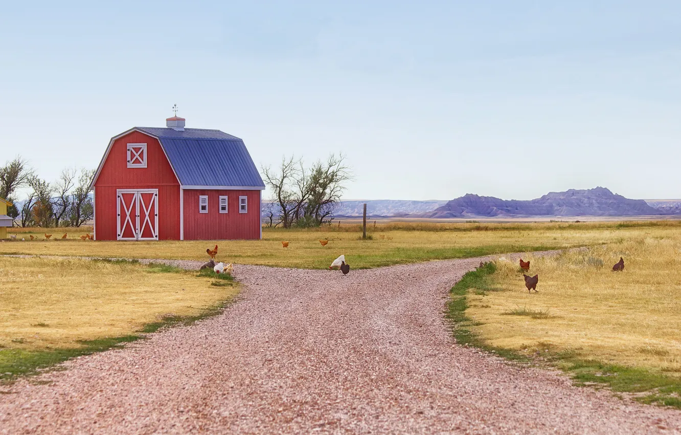 Photo wallpaper field, the sky, the way, chicken, the barn, farm, solar, cock