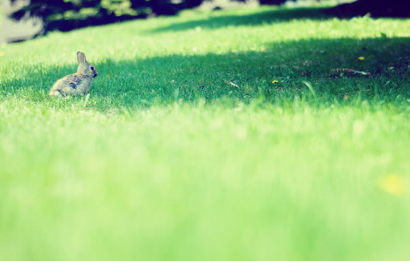 Photo wallpaper glade, Bunny, hare