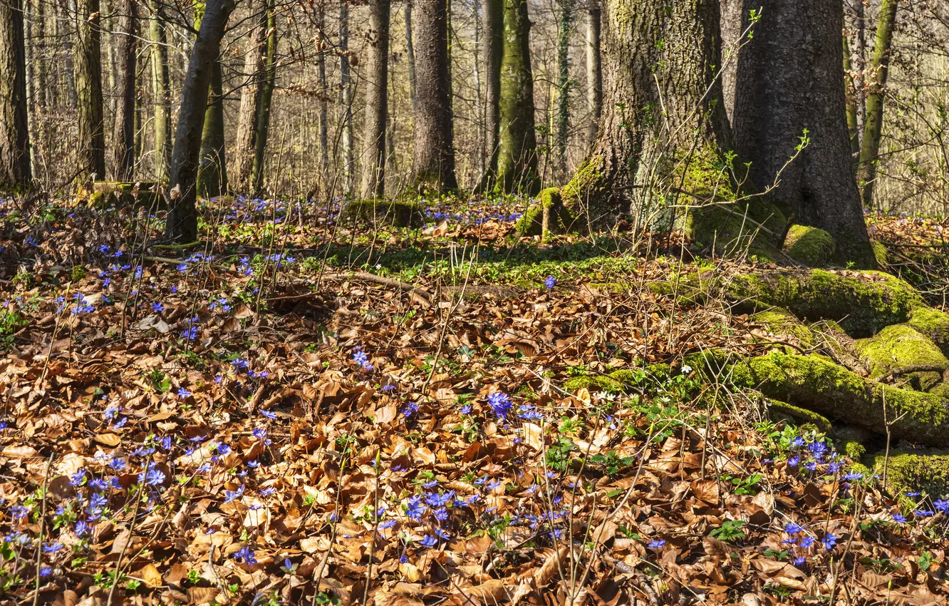 Photo wallpaper nature, spring, violet