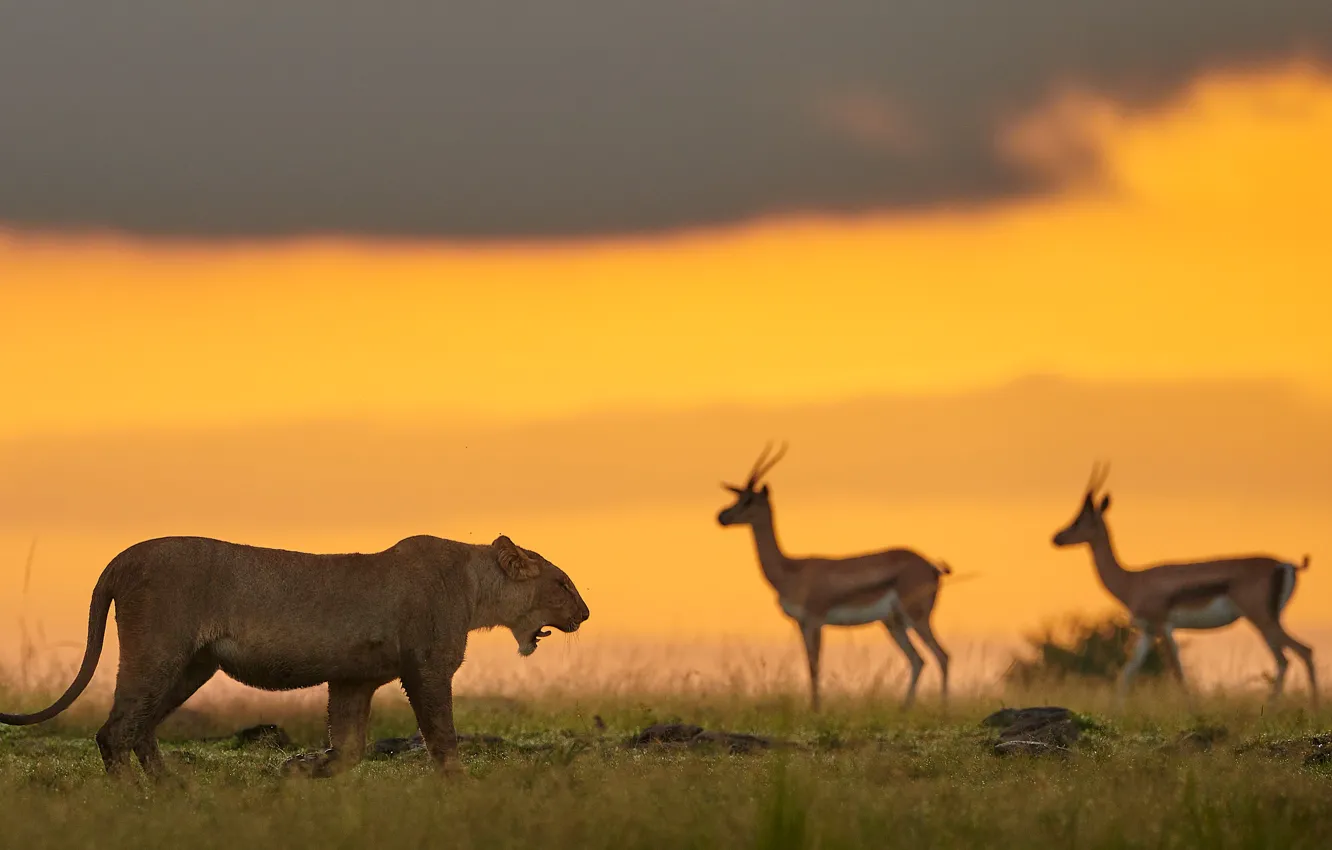 Photo wallpaper sunset, lioness, antelope