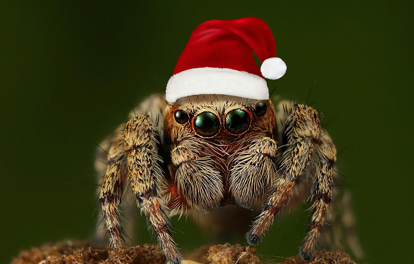 Photo wallpaper look, macro, pose, new year, spider, Christmas, bokeh, jumper