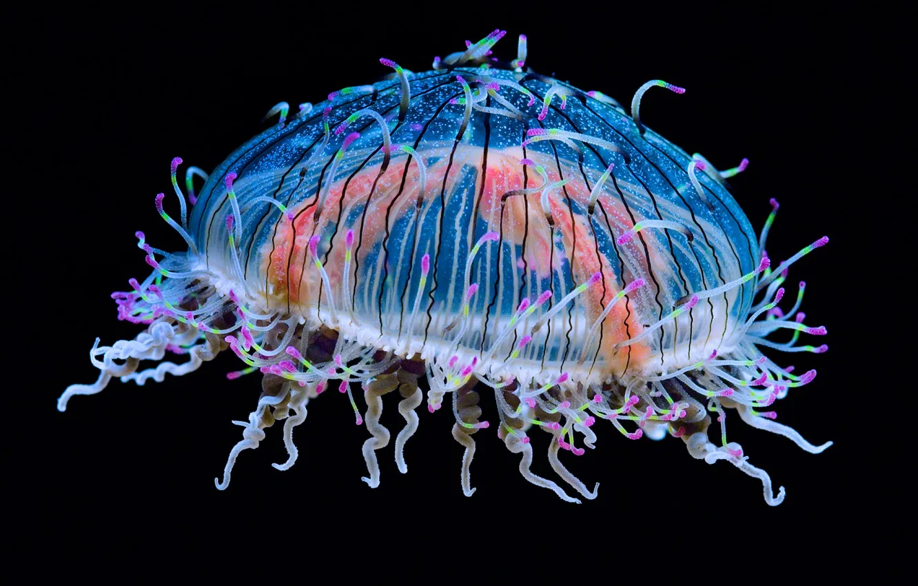 Photo wallpaper the ocean, jellyfish, black background