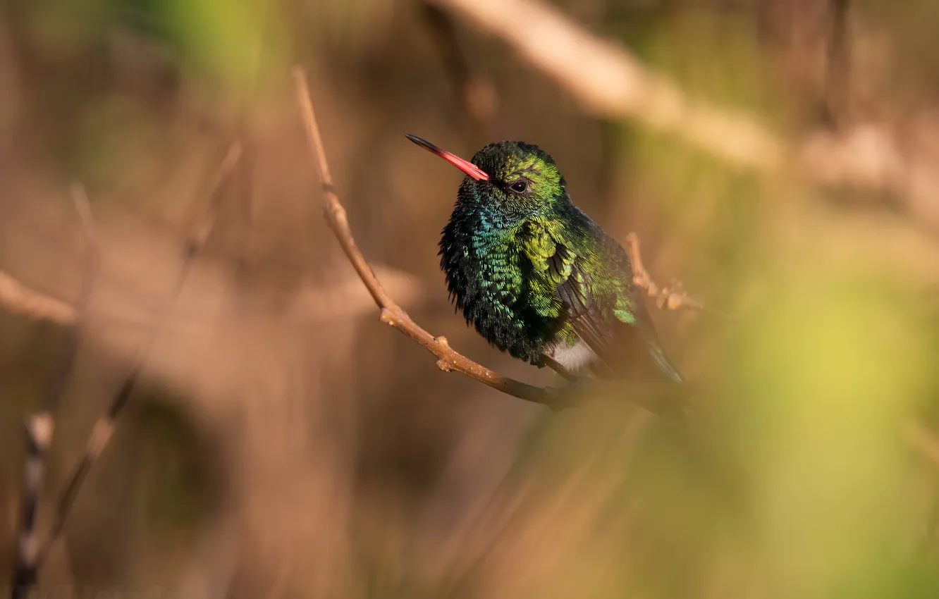 Photo wallpaper light, bird, blur, Hummingbird, bokeh