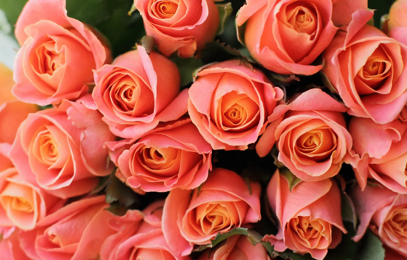 Photo wallpaper roses, bouquet, orange, buds, a lot, salmon