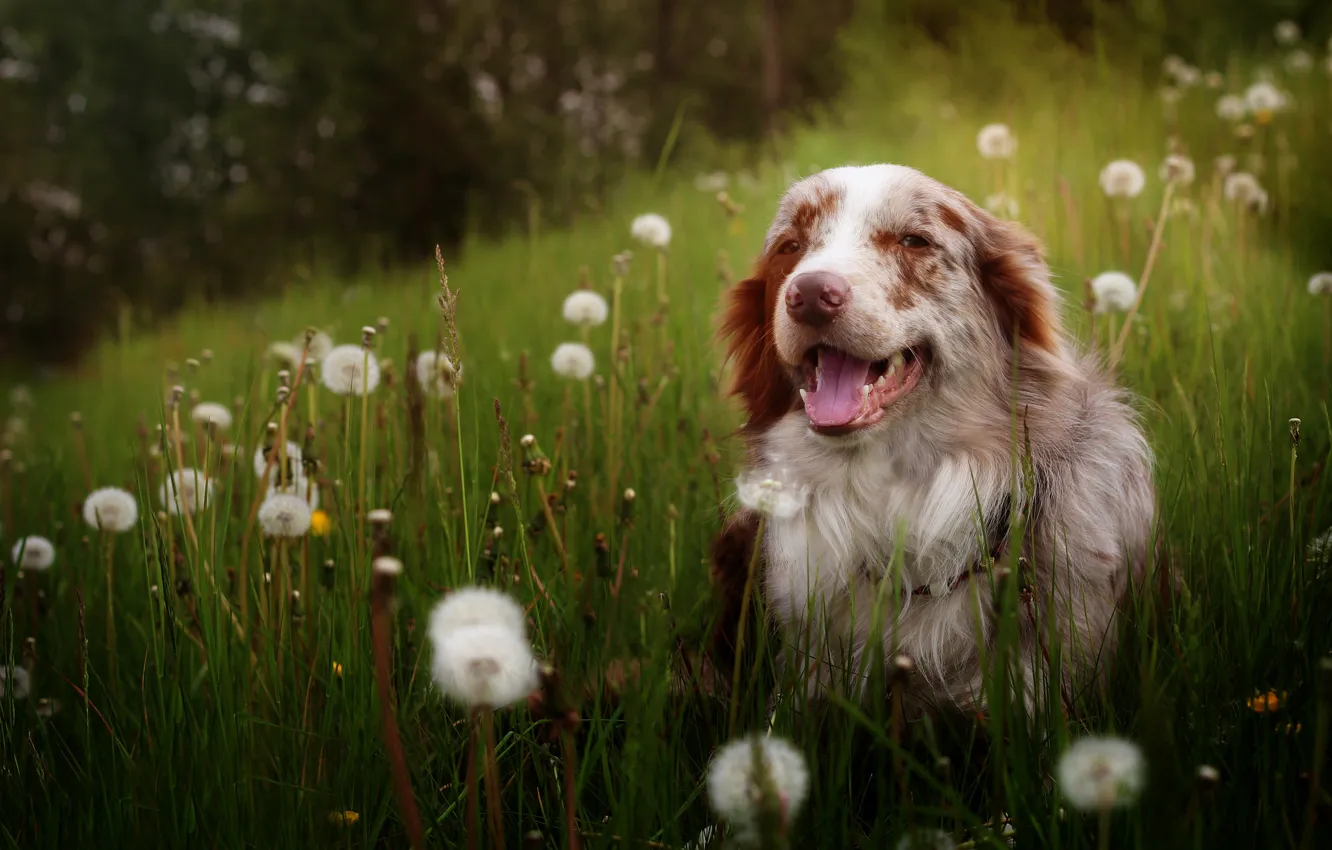 Photo wallpaper look, each, dandelion, dog