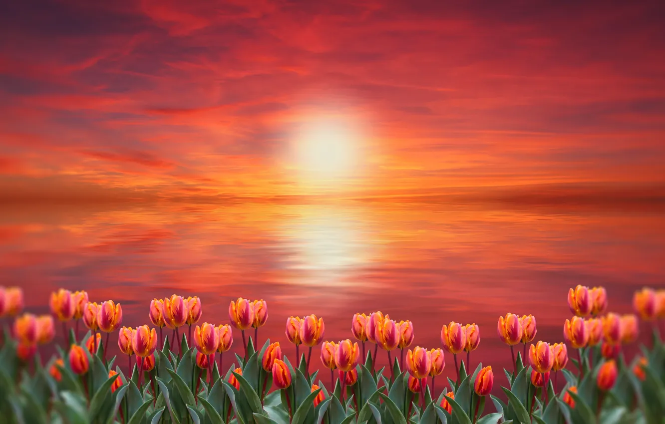 Photo wallpaper sunset, flowers, tulips