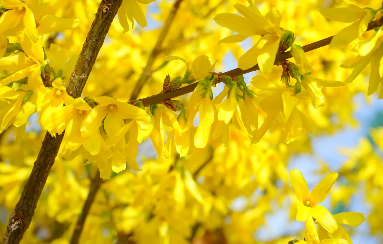 Photo wallpaper macro, light, flowers, branches, yellow, spring, flowering, bokeh