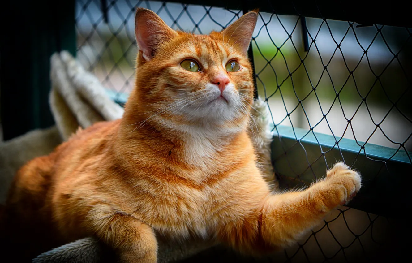 Photo wallpaper cat, cat, look, pose, animal, mesh