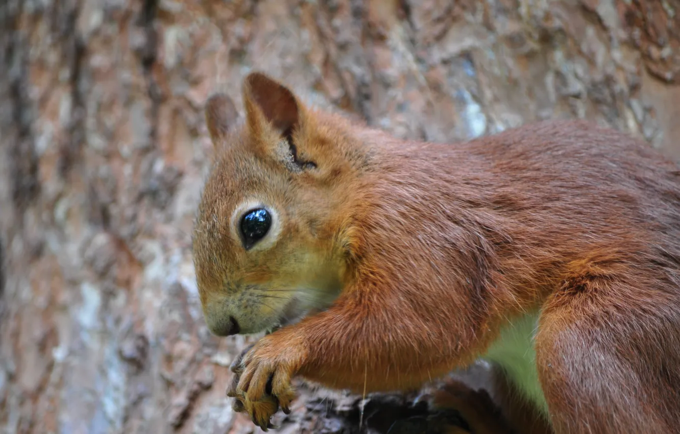 Photo wallpaper trees, Park, protein, squirrel