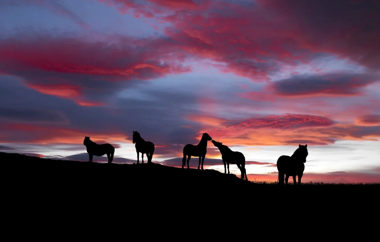 Photo wallpaper the sky, sunset, horses