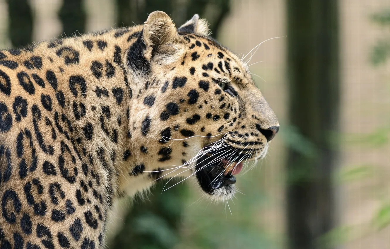 Photo wallpaper face, predator, spot, leopard, profile, wild cat