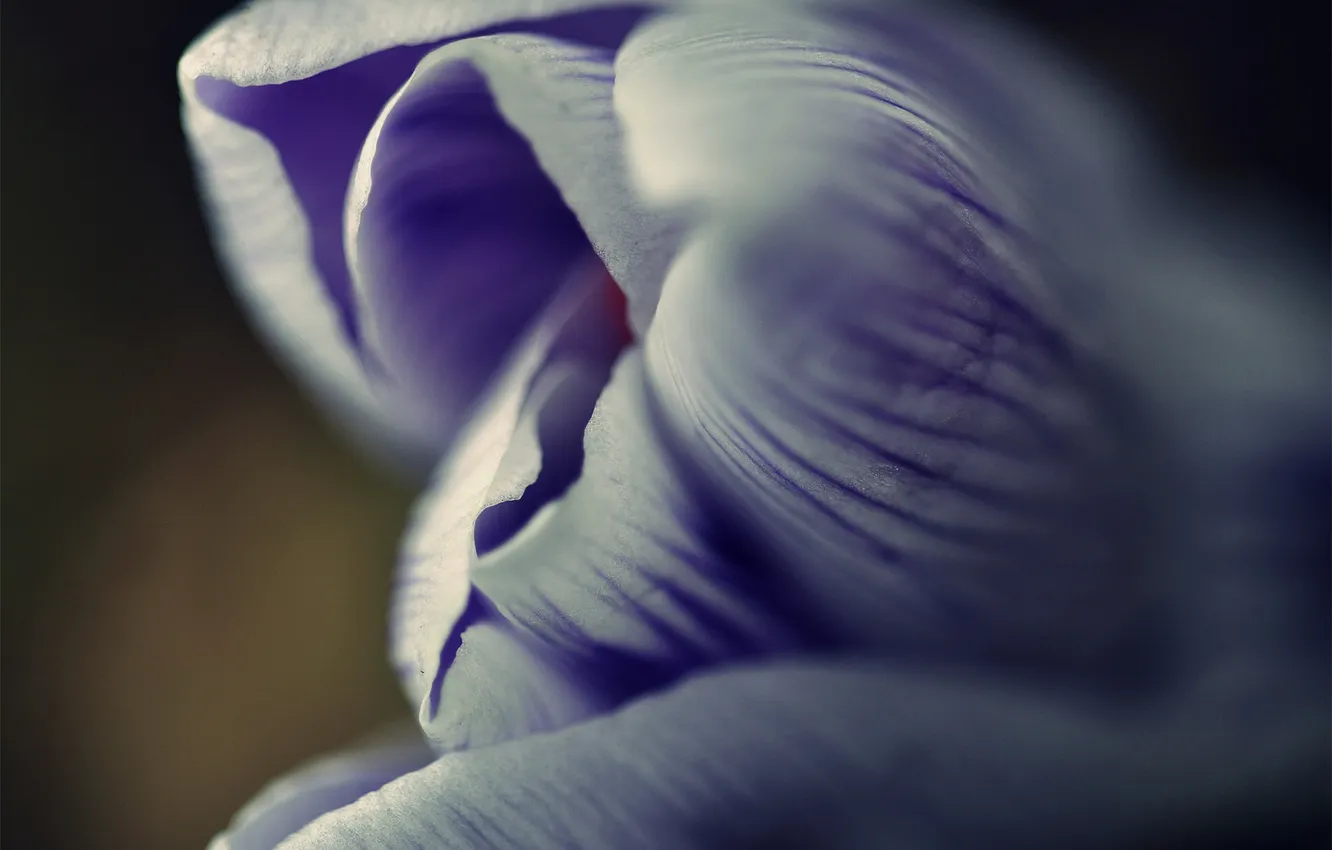 Photo wallpaper macro, flowers, petals, crocuses