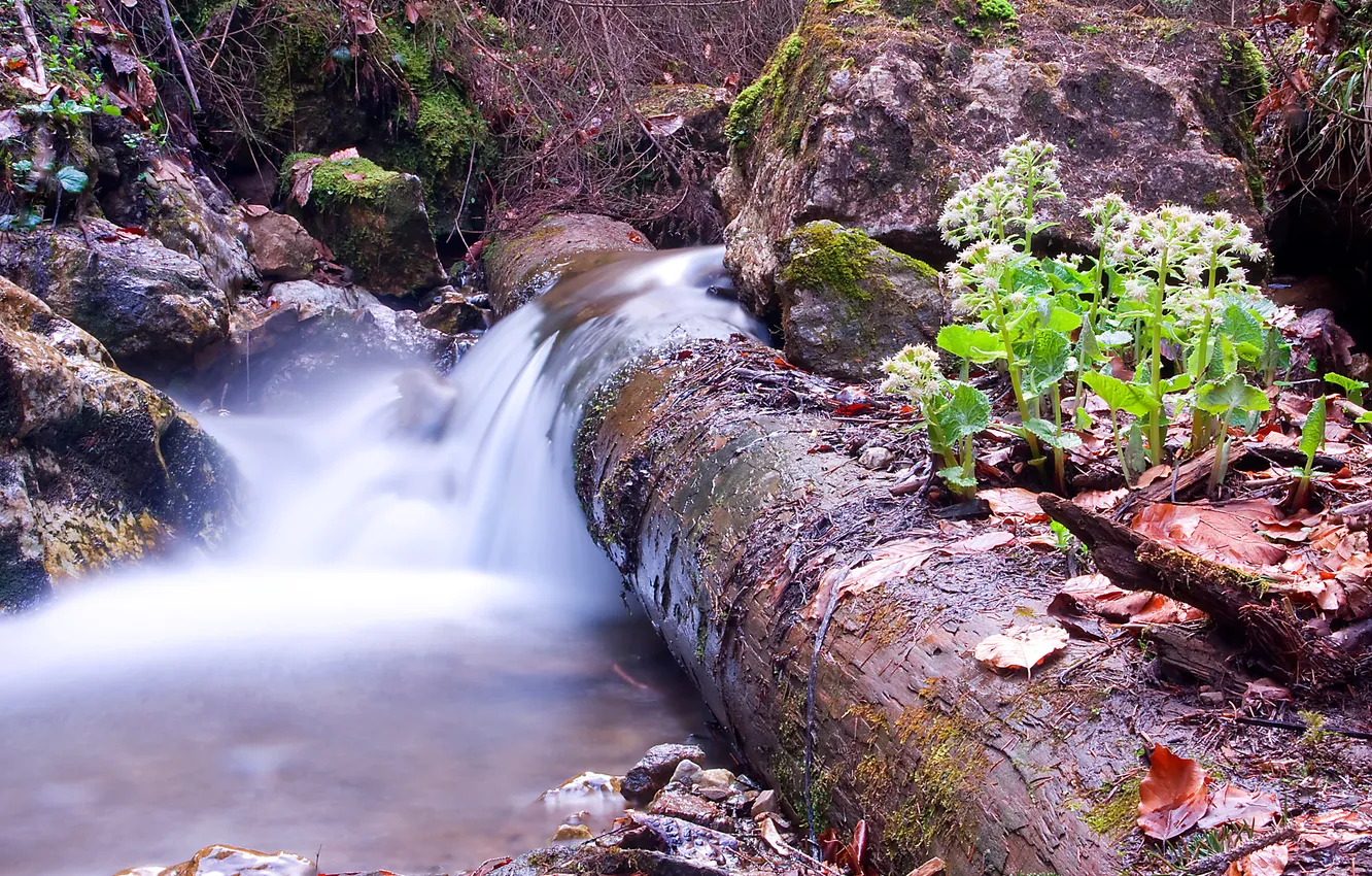 Photo wallpaper forest, leaves, stream, stones, plant, stream, log