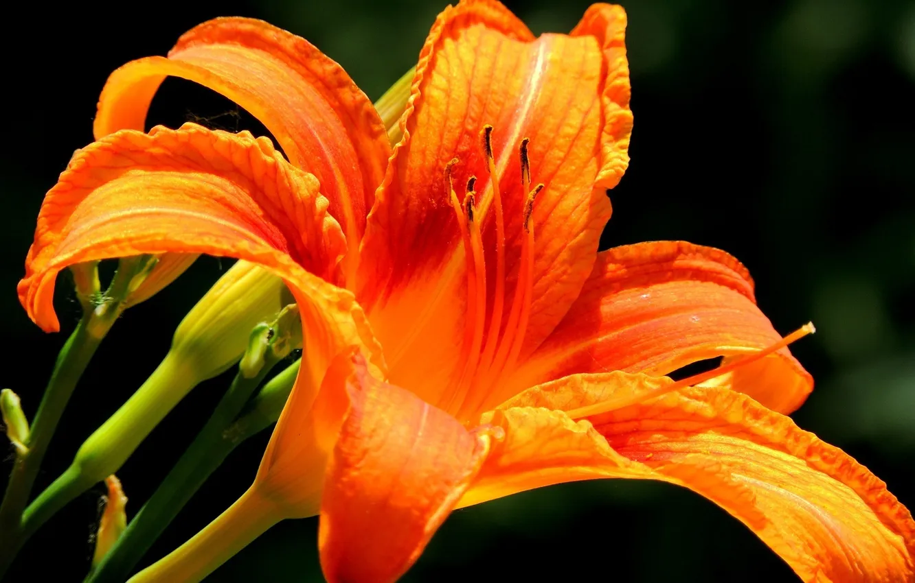 Photo wallpaper macro, flowers, orange, bright, Lily
