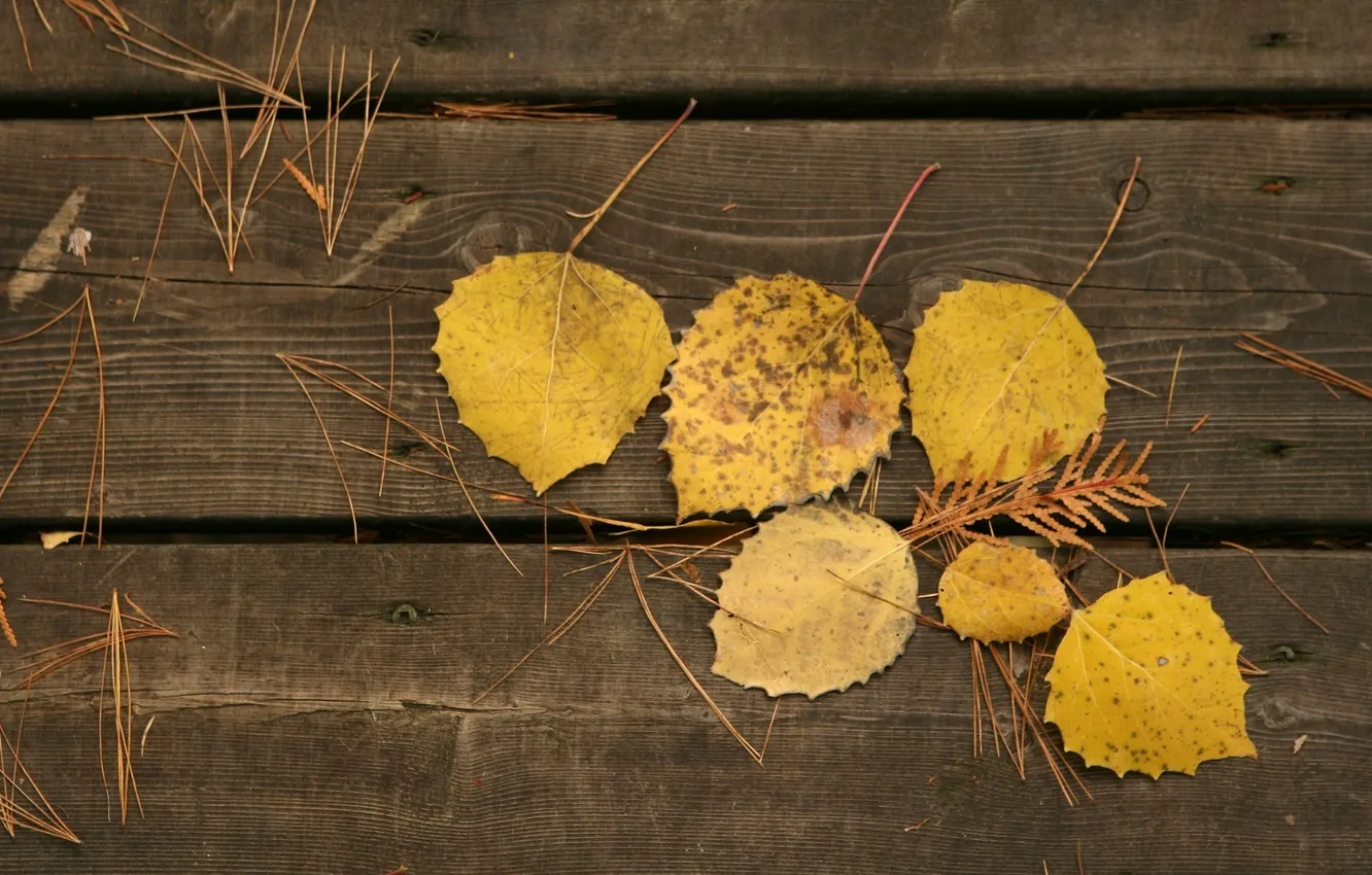 Photo wallpaper autumn, leaves, macro, photo, tree, Board, autumn Wallpaper