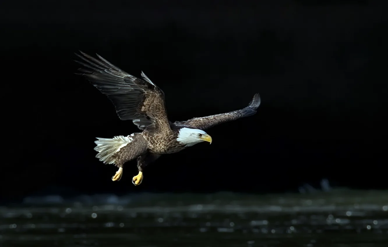 Photo wallpaper nature, bird, eagle