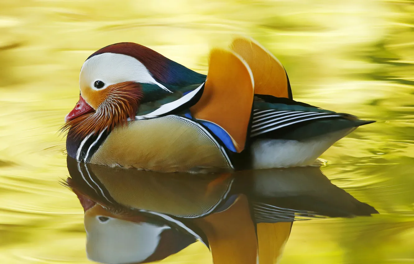 Photo wallpaper paint, duck, feathers, beak, tangerine